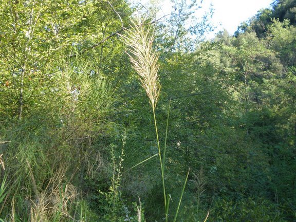 Altra erbacea da determinare - cfr. Phragmites australis